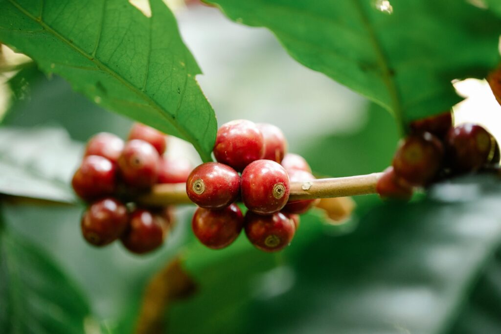 Vivid close-up of ripe coffee cherries clustered on the branch amidst lush green leaves.