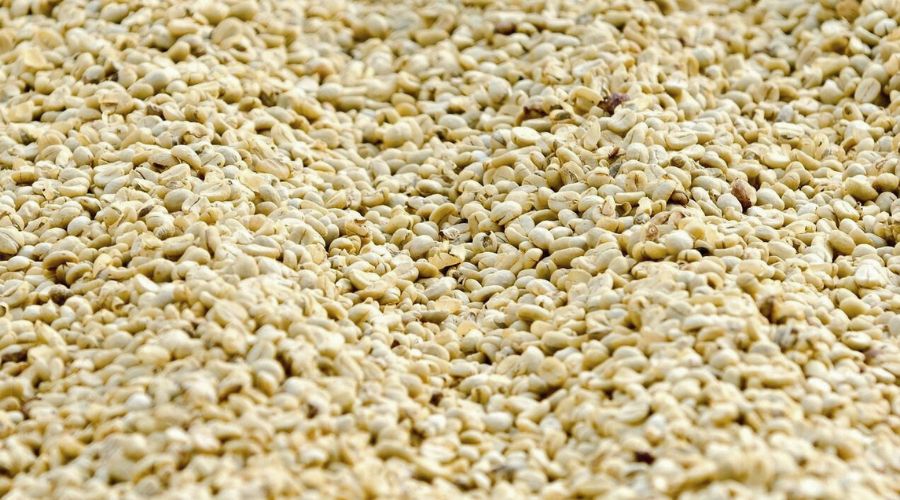 Washed Ethiopian green coffee beans prepared for drying, illustrating the lots that set cleanliness standards in specialty coffee quality