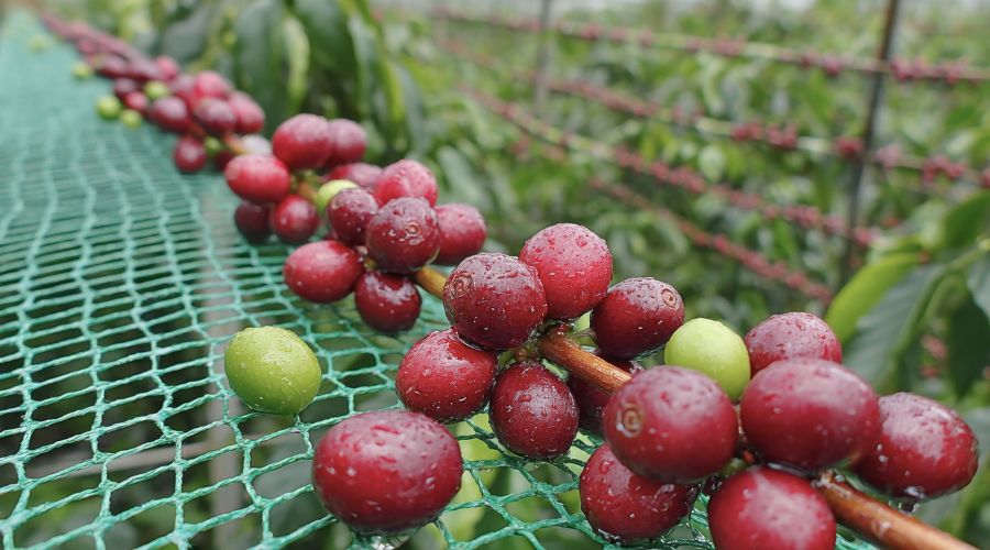 Ripe Panama Geisha coffee cherries on the branch, representing coffee lots that changed how quality is defined in specialty coffee