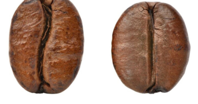 Robusta vs Arabica