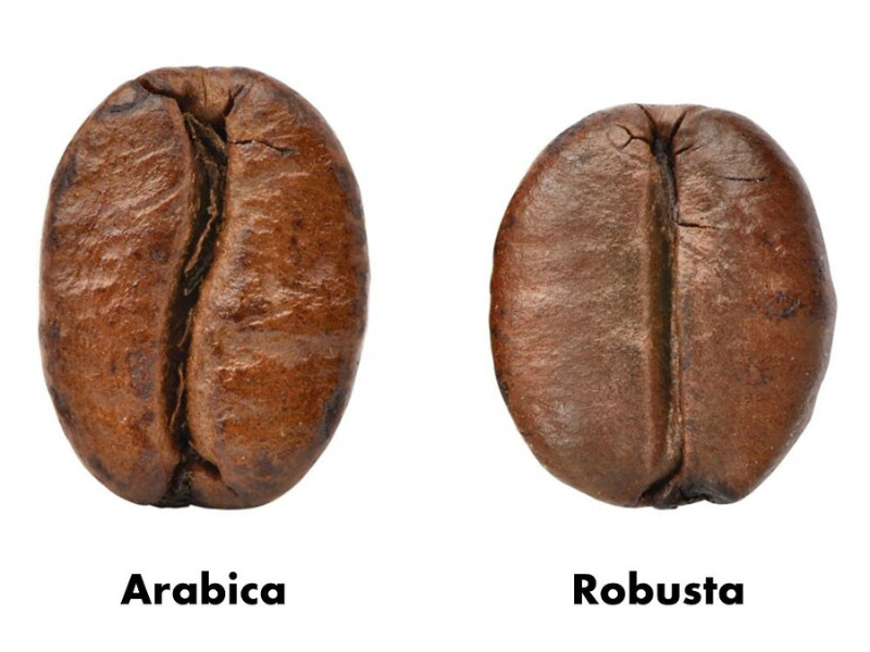 Robusta vs Arabica