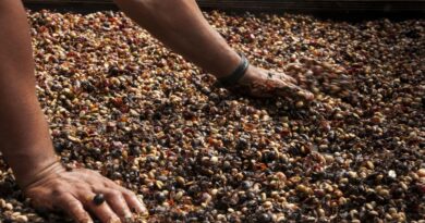 How to Choose Quality Green Coffee Beans for Your Roastery
