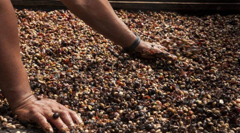 How to Choose Quality Green Coffee Beans for Your Roastery