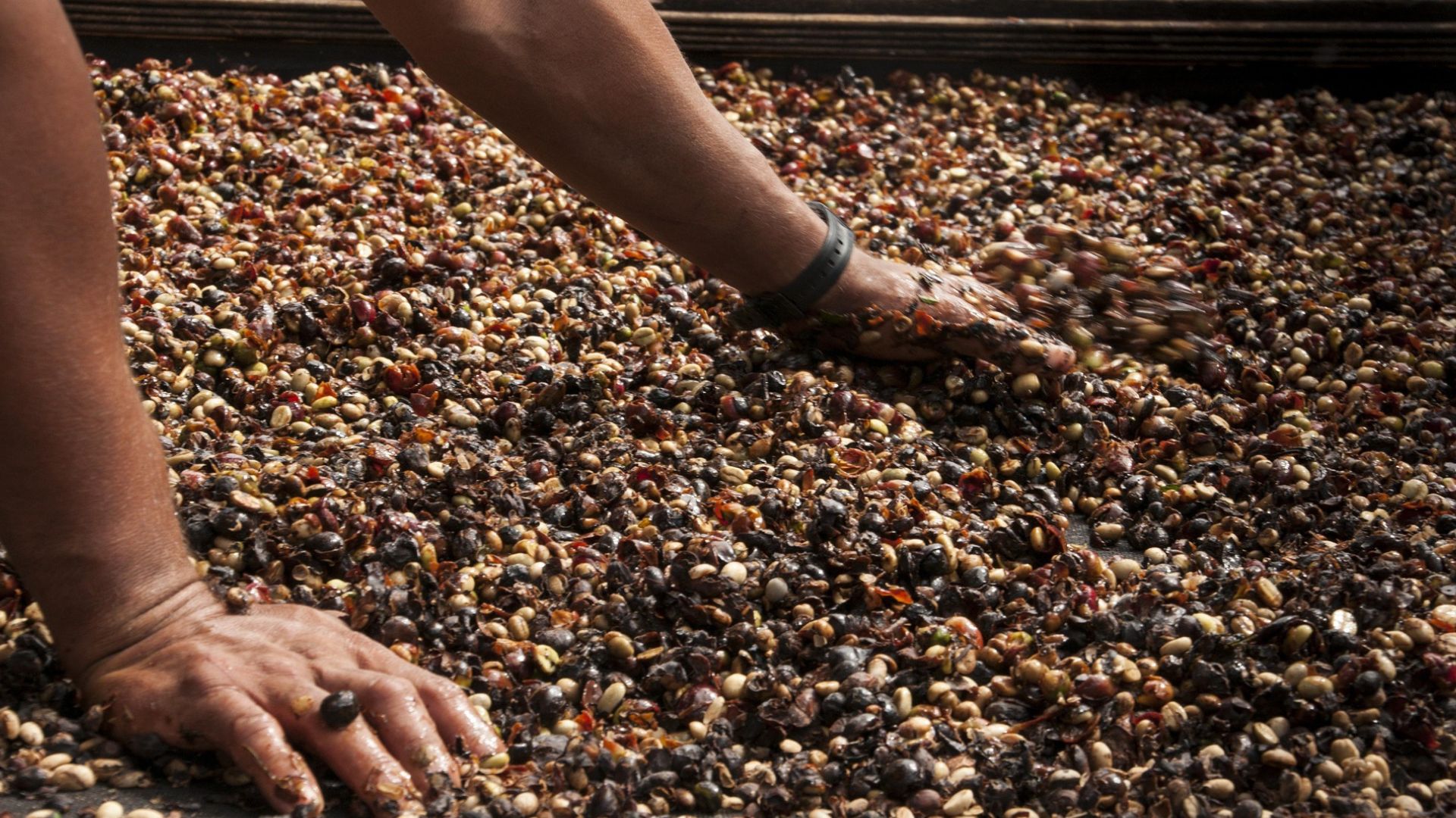 How to Choose Quality Green Coffee Beans for Your Roastery