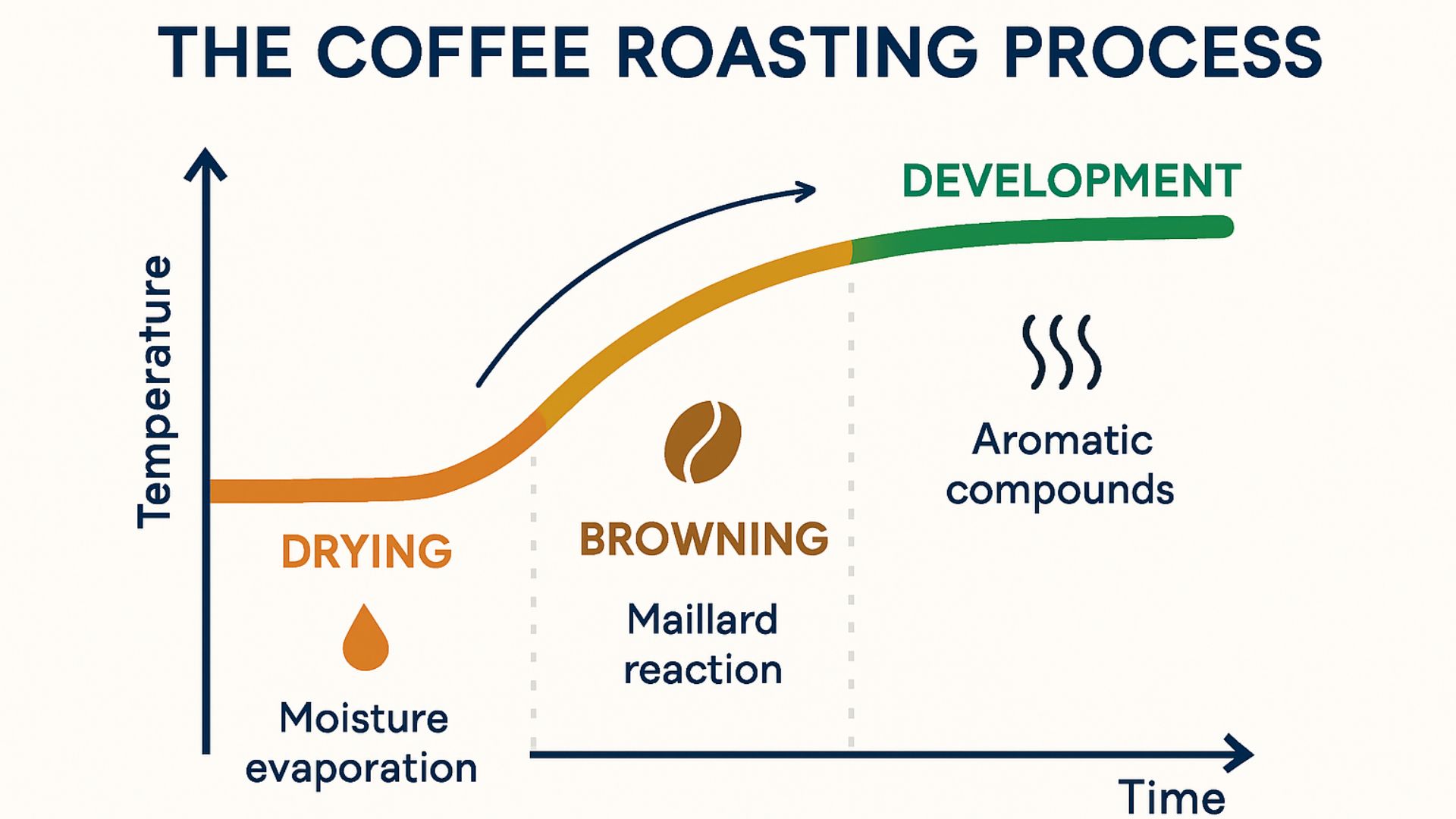 Roast development time influencing coffee flavor and cup quality