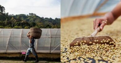 coffee supply chain from farm to green coffee processing