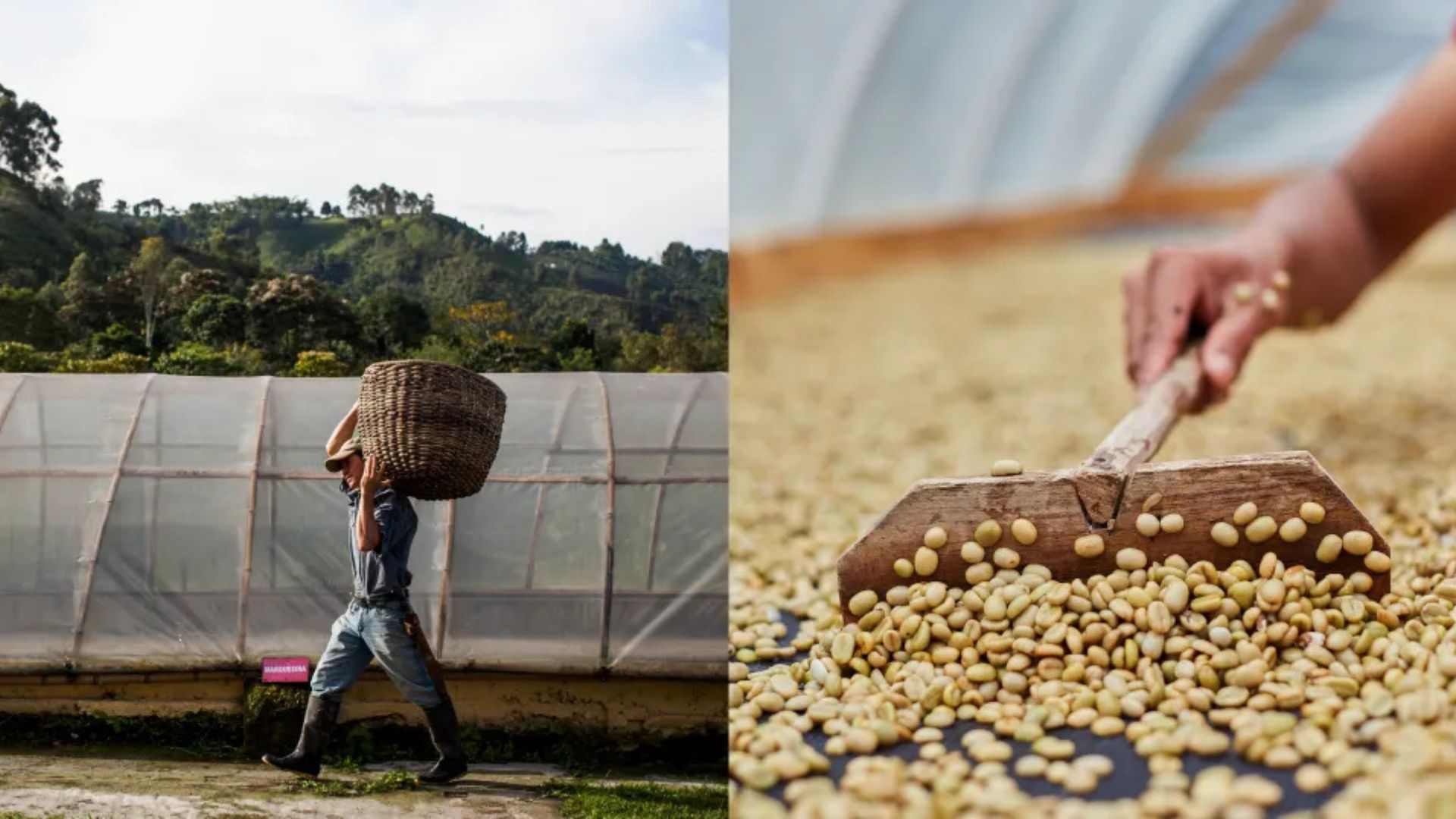 coffee supply chain from farm to green coffee processing