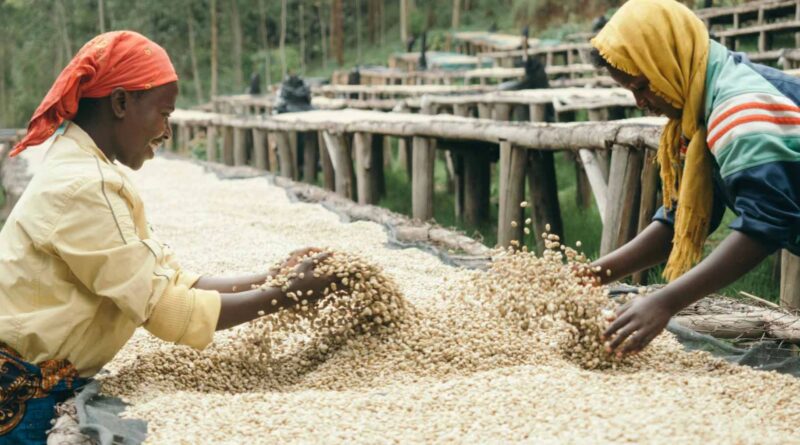 Coffee Supply Chain: Green Coffee Drying at Washing Station