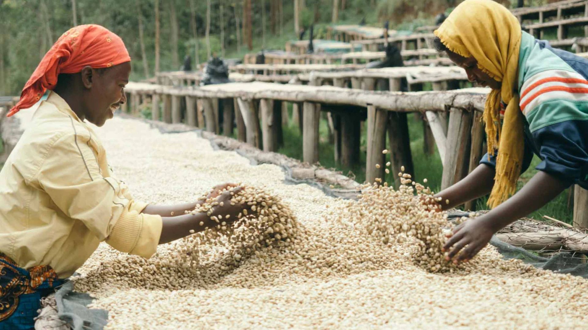 Coffee Supply Chain: Green Coffee Drying at Washing Station