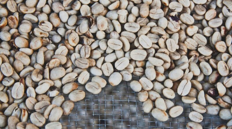 Raw Coffee Beans Quality Inspection for Roastery