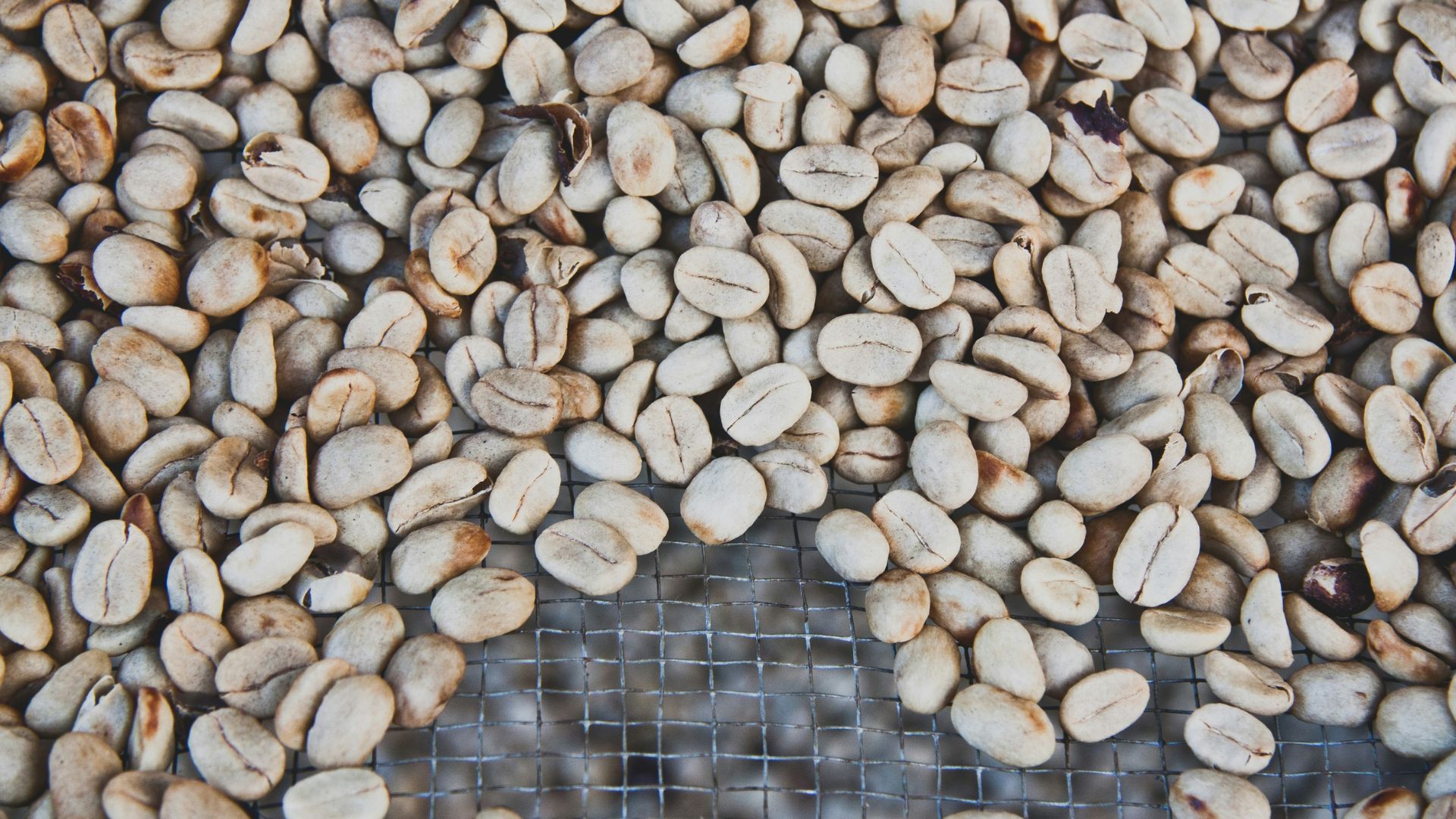 Raw Coffee Beans Quality Inspection for Roastery
