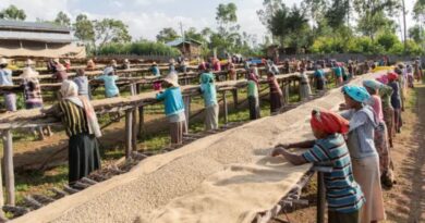 Climate Impact on Coffee Drying and Green Coffee Supply