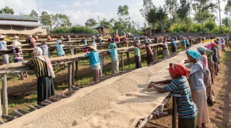 Climate Impact on Coffee Drying and Green Coffee Supply