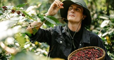 Coffee farmer selecting ripe coffee cherries as the first step in green coffee buying for new roasteries