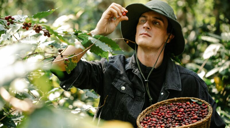 Coffee farmer selecting ripe coffee cherries as the first step in green coffee buying for new roasteries
