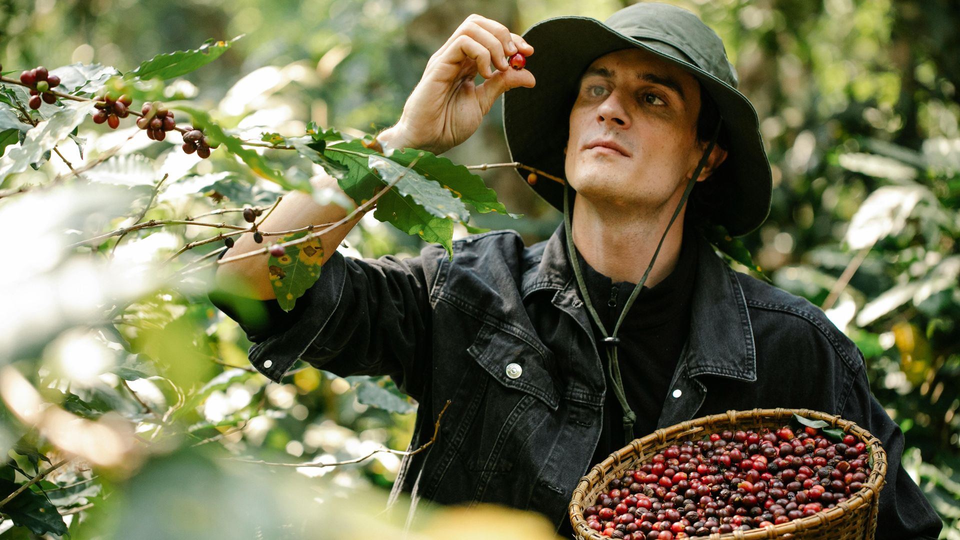 Coffee farmer selecting ripe coffee cherries as the first step in green coffee buying for new roasteries