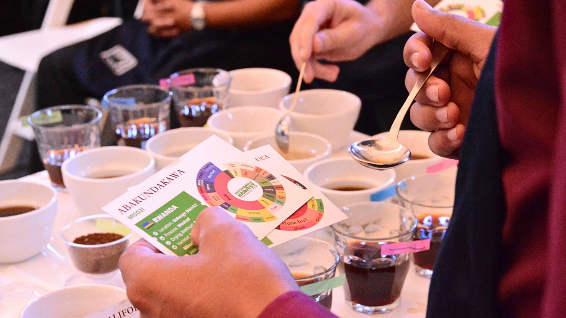 Coffee cupping session showing sensory evaluation and scoring during professional tasting