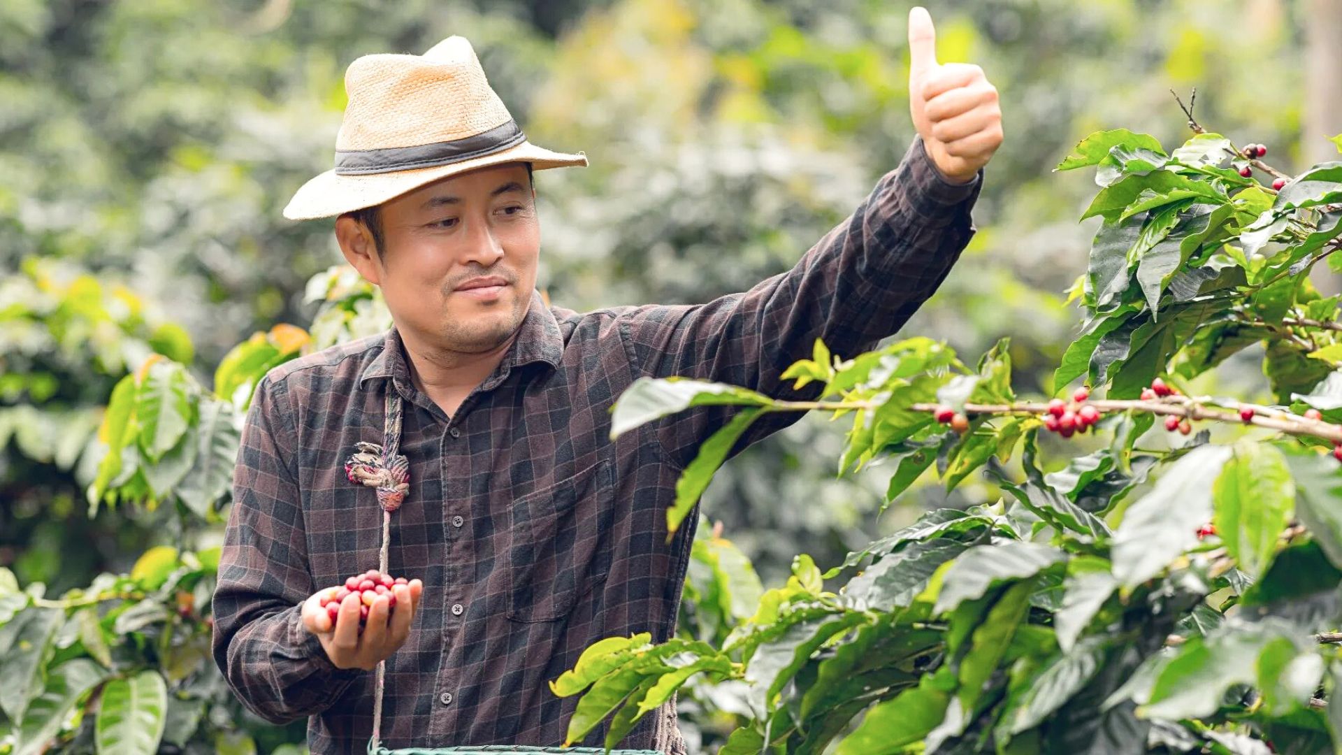 Coffee farmer approving cherry quality during contract coffee buying process