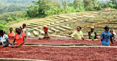 Coffee cherries drying on raised beds in Colombia