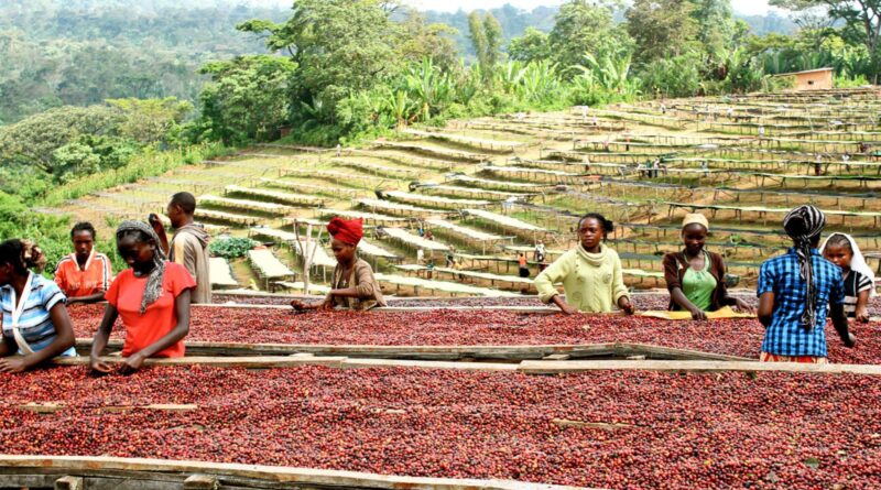 Coffee cherries drying on raised beds in Colombia