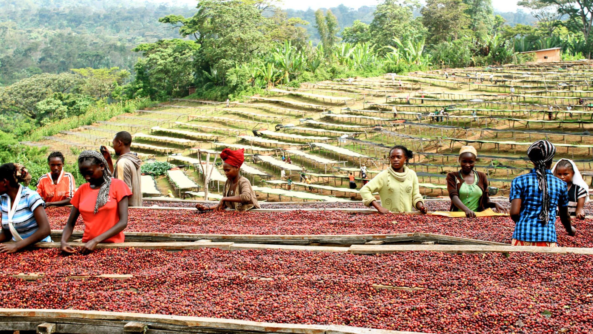 Coffee cherries drying on raised beds in Colombia
