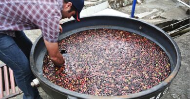Coffee producer monitoring controlled fermentation of coffee cherries in water tank