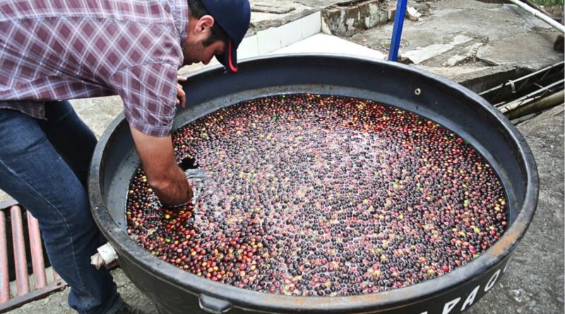 Coffee producer monitoring controlled fermentation of coffee cherries in water tank