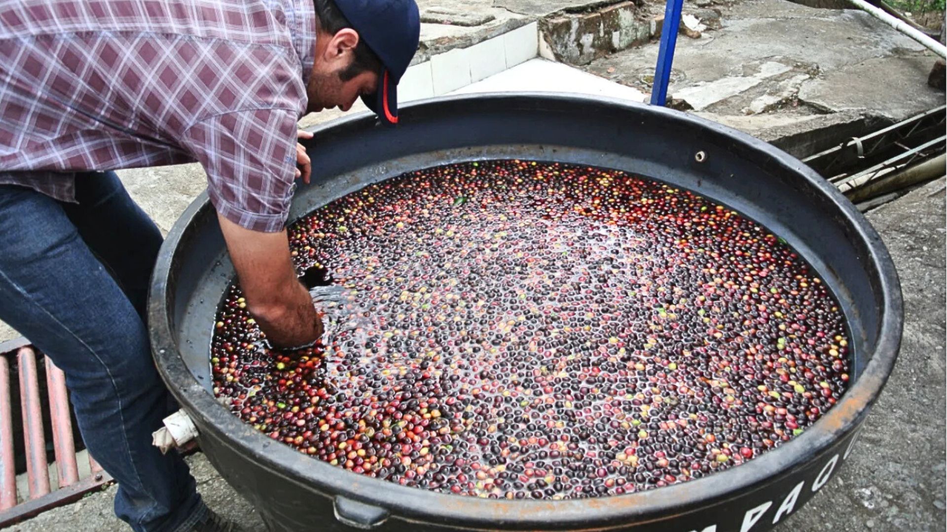 Coffee producer monitoring controlled fermentation of coffee cherries in water tank