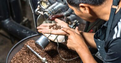 Coffee roaster checking roasted beans in a drum roaster to assess heat transfer and roast development