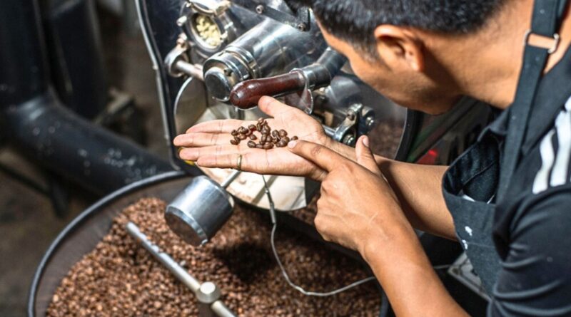 Coffee roaster checking roasted beans in a drum roaster to assess heat transfer and roast development
