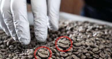 manual inspection of green coffee beans highlighting defects during quality control