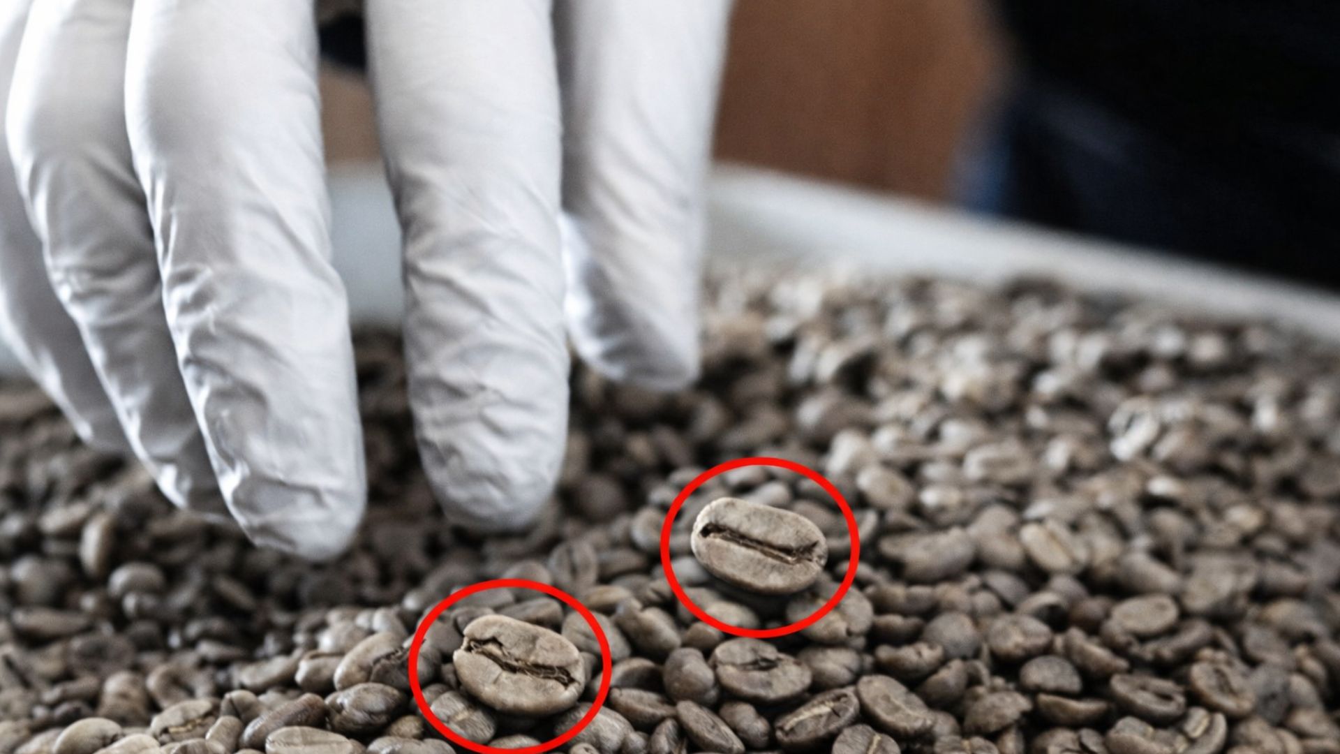 manual inspection of green coffee beans highlighting defects during quality control