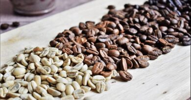 Under-roasted coffee beans compared with green, medium, and dark roast levels