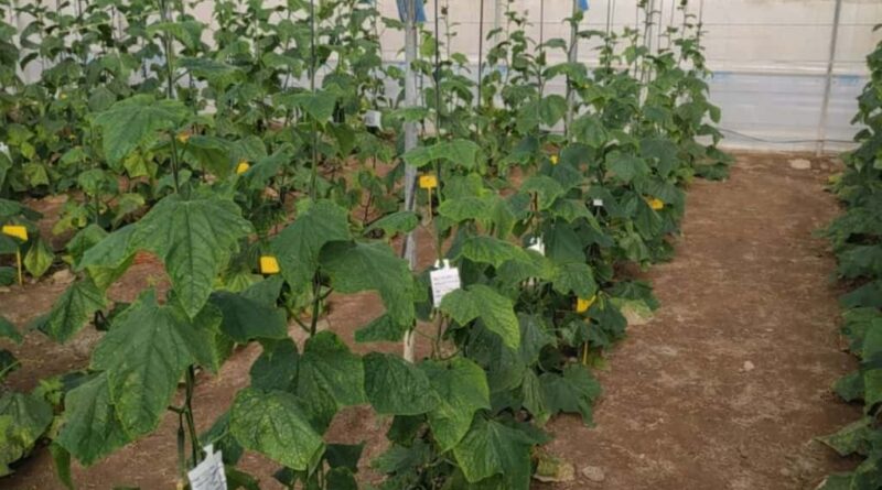 Coffee Grounds Produce Cucumbers