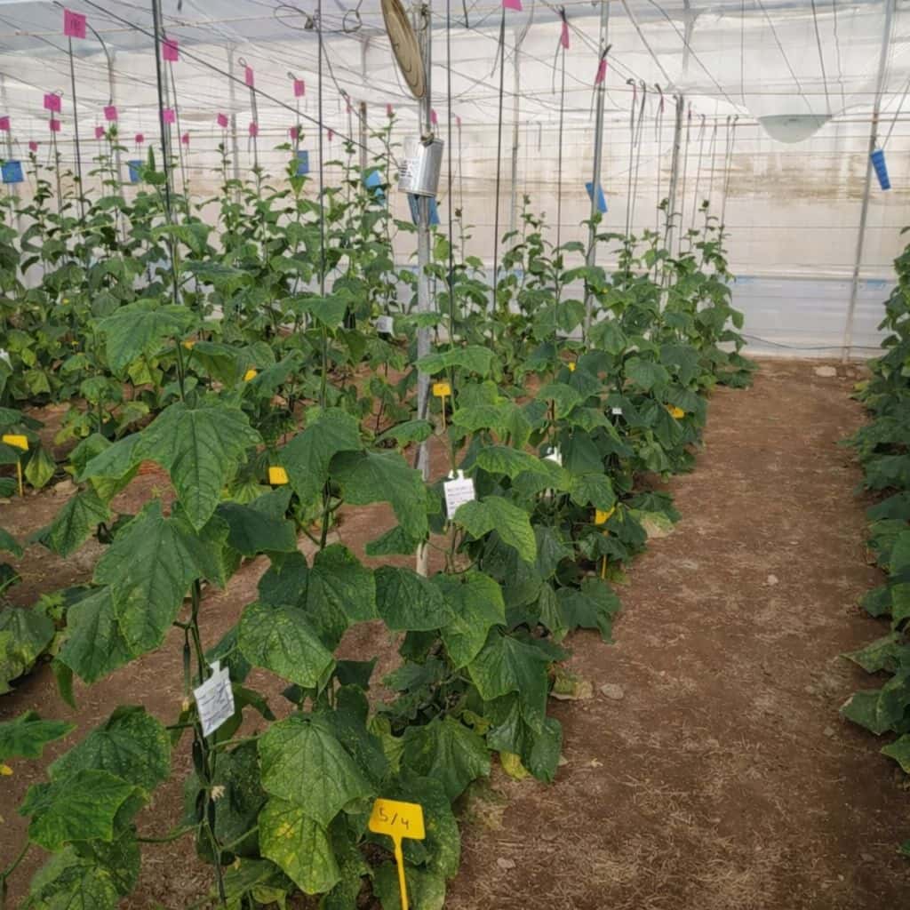 Coffee Grounds Produce Cucumbers