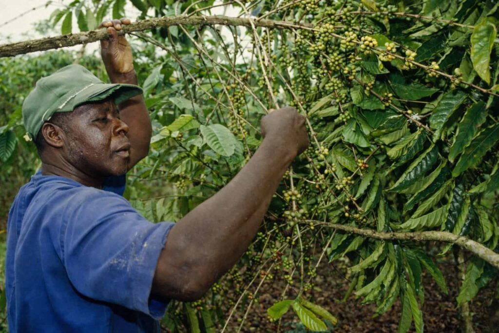 specialty coffee in Côte d’Ivoire