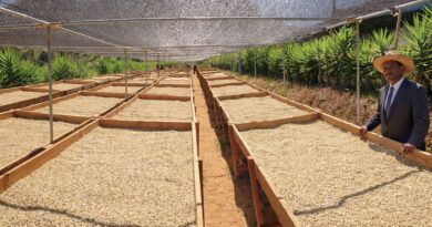 Green coffee processing and drying at origin, illustrating how origin systems shape consistency and quality before roasting