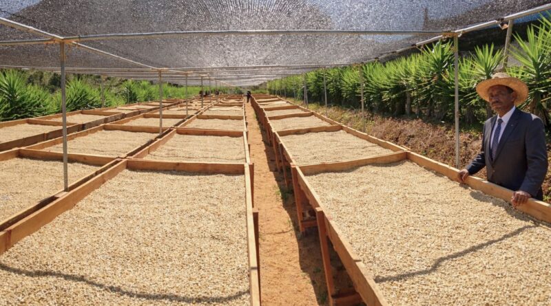 Green coffee processing and drying at origin, illustrating how origin systems shape consistency and quality before roasting