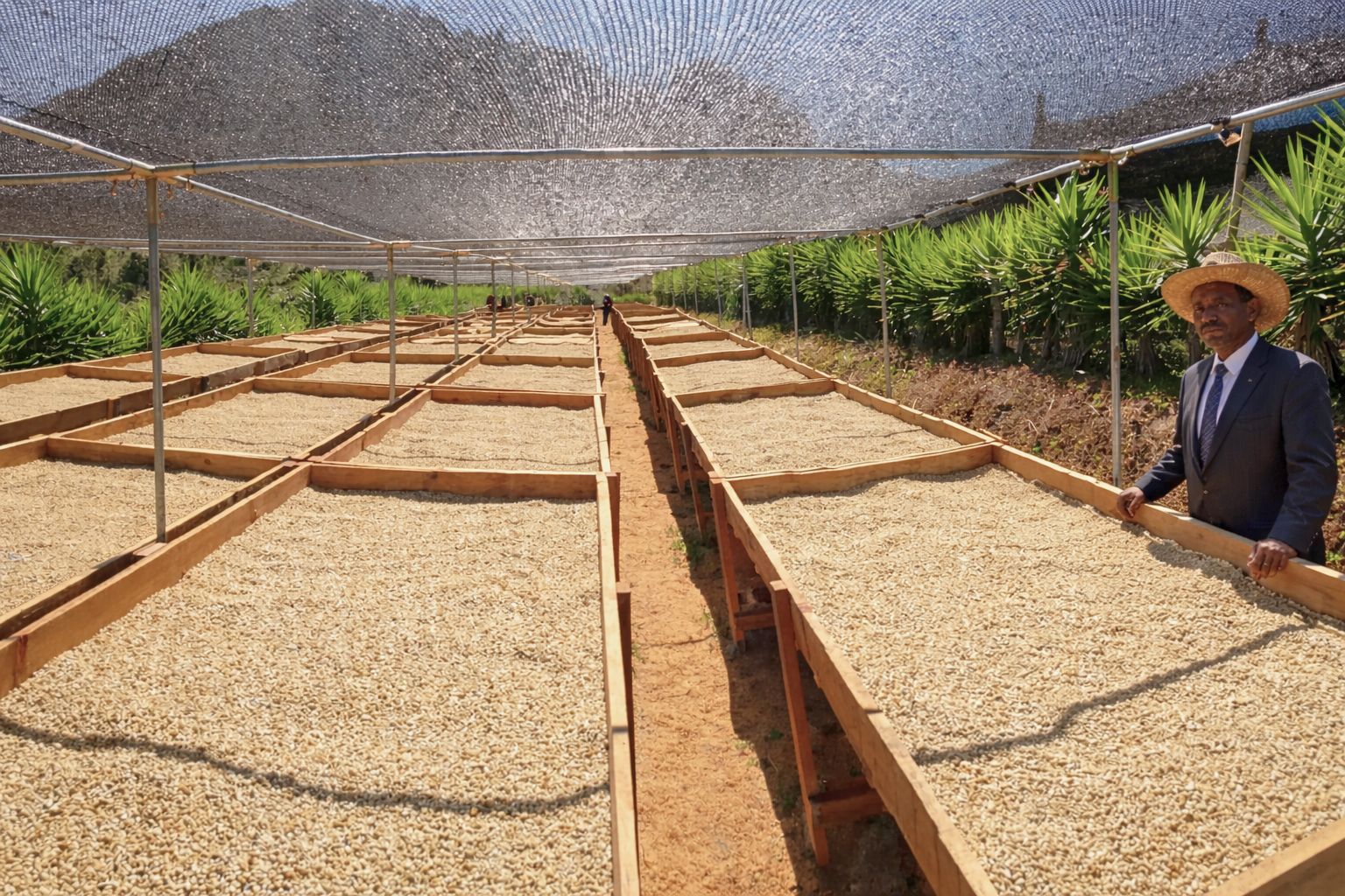 Green coffee processing and drying at origin, illustrating how origin systems shape consistency and quality before roasting
