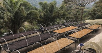 Coffee drying and harvesting affected by climate variability at origin