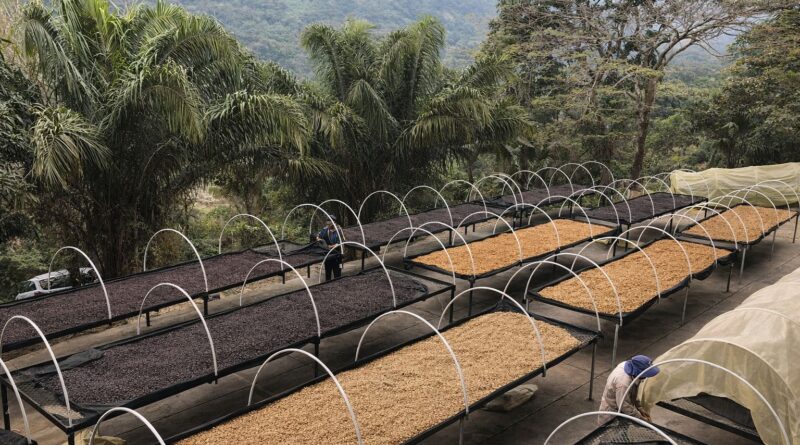 Coffee drying and harvesting affected by climate variability at origin