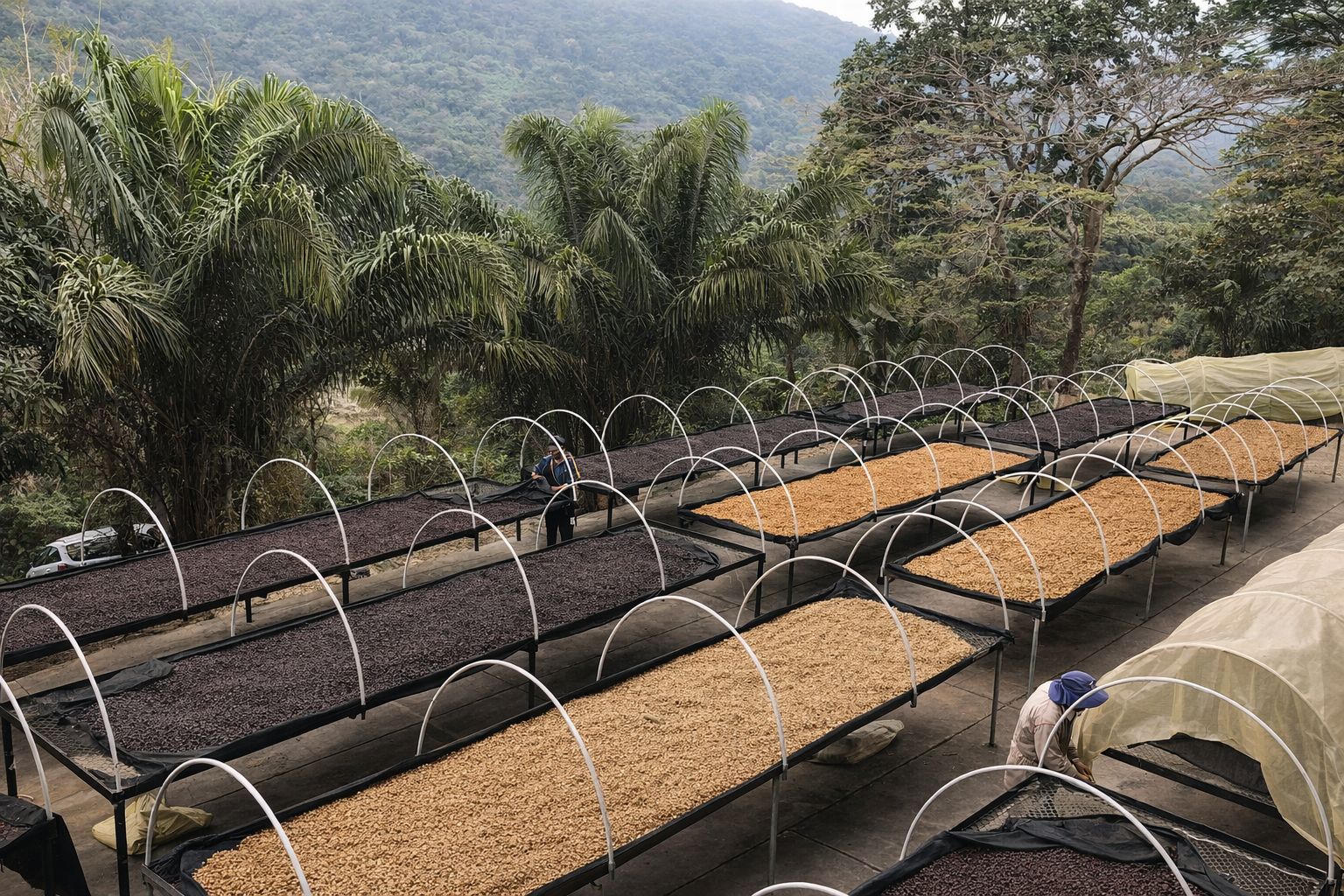 Coffee drying and harvesting affected by climate variability at origin