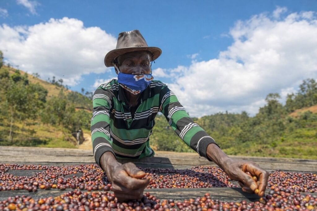 Natural dry process coffee cherries drying on raised beds under sunlight.