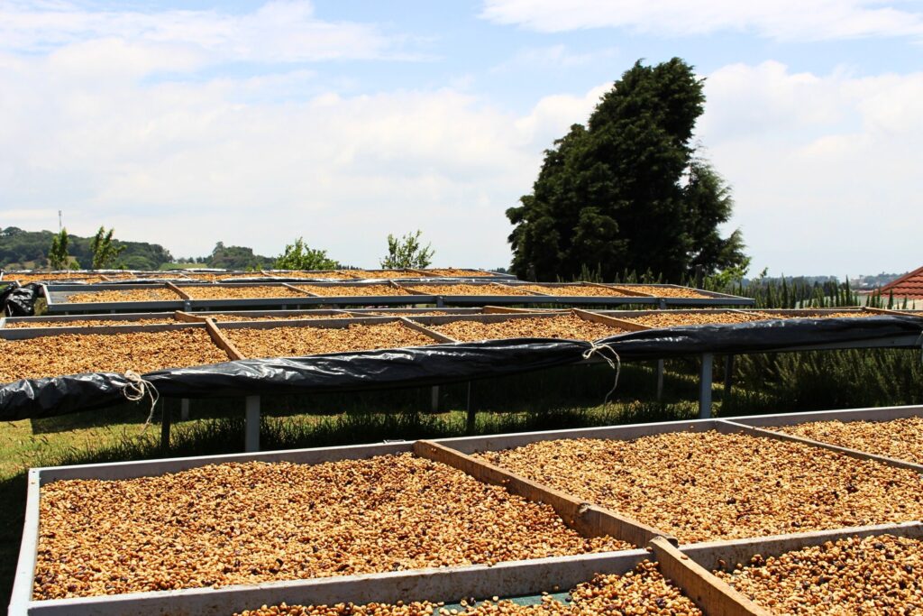 Honey process coffee with mucilage left on beans during drying.