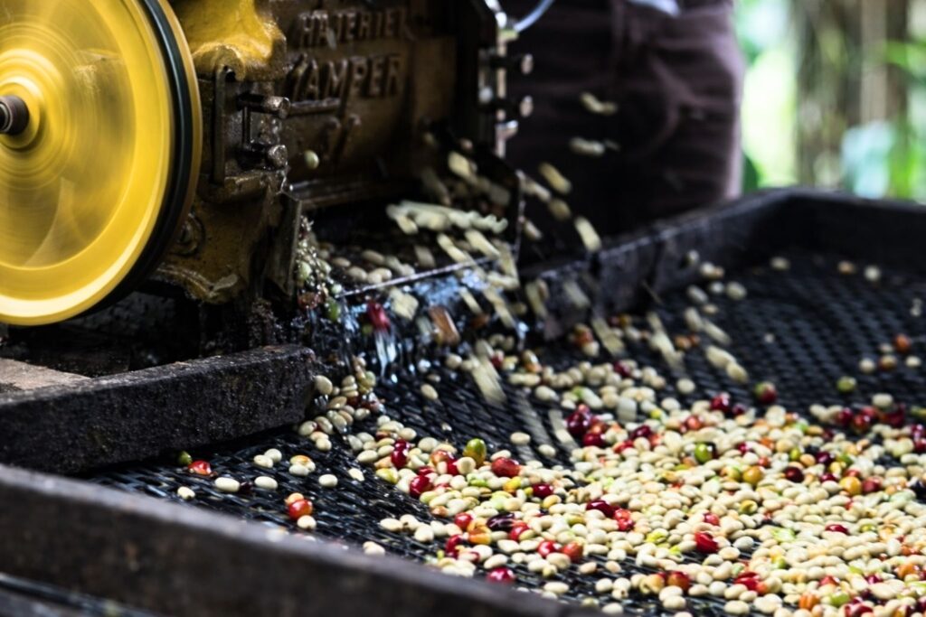 Wet grinding coffee processing in Indonesia refers to wet hulled coffee beans.