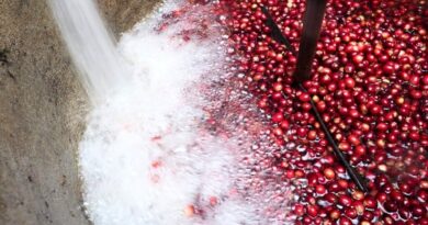 Overview of coffee processing methods showing washed, natural, honey, semi washed, and anaerobic fermentation techniques.