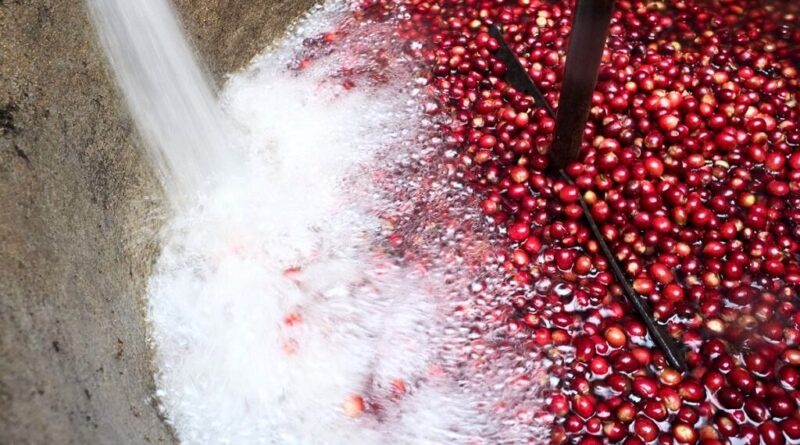 Overview of coffee processing methods showing washed, natural, honey, semi washed, and anaerobic fermentation techniques.