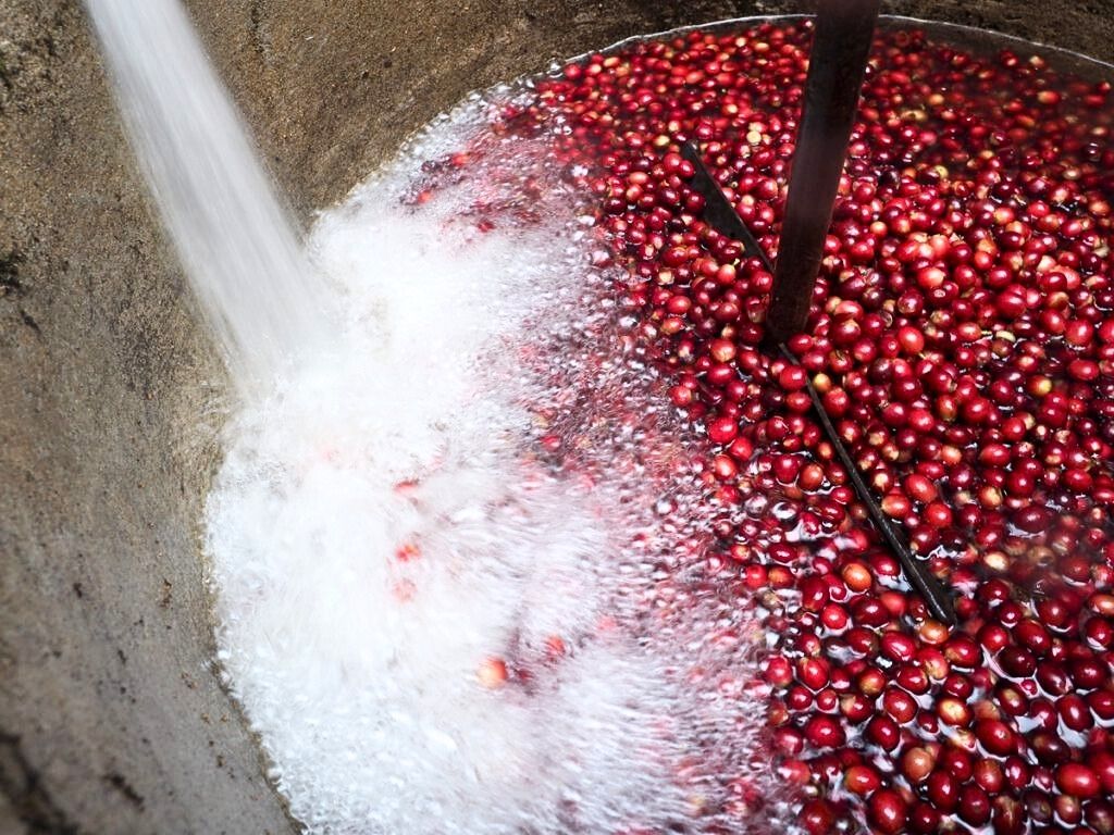 Overview of coffee processing methods showing washed, natural, honey, semi washed, and anaerobic fermentation techniques.