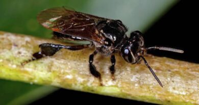 stingless bees boost coffee yield