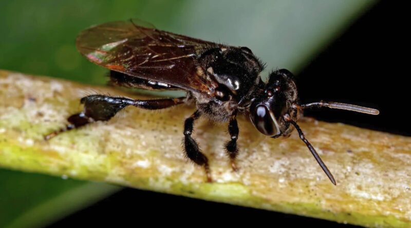 stingless bees boost coffee yield